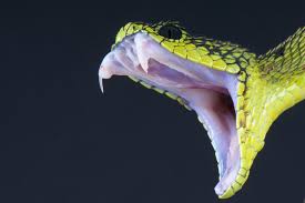 Image result for snake