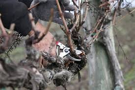 Image result for grape pruning
