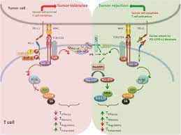 Frontiers The Pd1 Pd L1 2 Pathway From Discovery To Clinical Implementation Immunology