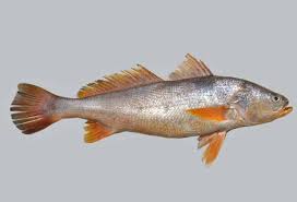 Image result for Empogona coriacea