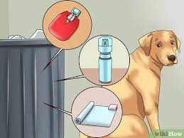 3 Ways To Teach Your Dog Not To Get Into Garbage Cans Wikihow