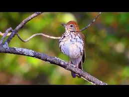 Pin On Bird Watching