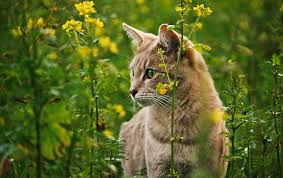 Check spelling or type a new query. Popular Plants Flowers That Are Poisonous To Cats