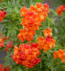 Striking and curved like kangaroo paws, the perennials come in many varieties and lovely colors, including 'bush gold,' 'bush emerald,' and 'bush lantern' (bright yellow). Pin On Fall Color 20