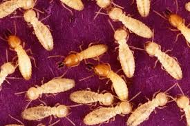It is very important that you learn how to detect these pests and how to kill them fast! Pin On Oh Green World