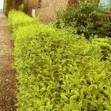 We did not find results for: 10 Green Privet Hedging Plants Ligustrum Hedge 25 35cm Potted 3fatpigs Dense Evergreen Garden Outdoors Gardening