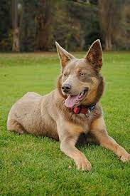 Australian kelpies often have double coats. 30 Australian Kelpies Ideas Australian Kelpie Working Dogs Australian Kelpie Dog