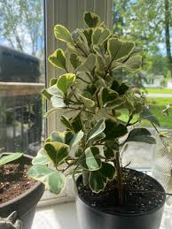 Image result for Ficus triangularis