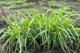 Image result for Urochloa eminii