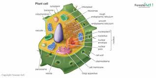 Gambar Bagian Bagian Sel Tumbuhan