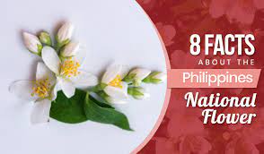 Popular flower gifting days in philippines. 8 Facts About The Philippines National Flower Blog Flower Patch Online Flower Delivery Phillippines