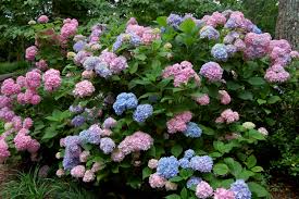 Image result for Hydrangea macrophylla
