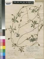 Image result for Merremia quinquefolia