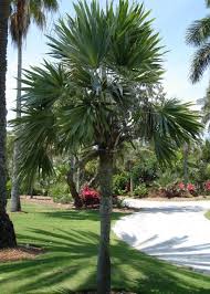 Image result for Leucothrinax morrisii