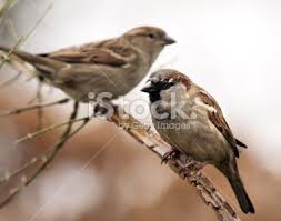 Couple Of House Sparrows Perching On A Branch Common Garden Birds House Sparrow Draw On Photos