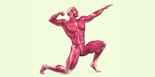 However, new research published in the strength and conditioning journ. Muscular System Types And Functions Of Muscles In The Human Body
