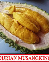 Bibit durian musang king unggul, berkualitas dan bergaransi hasil cangkok atau okulasi lebih cepat berbuah. Garansi Bibit Durian Musang King Unggul Bibit Buahku