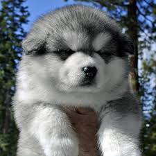 The malamute can be a chewer, so crate training is recommended when you are unable to supervise your puppy indoors. Snowlion Alaskan Malamutes Beautiful California Alaskan Malamute Puppies Top Malamute Breeders