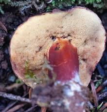 Image result for Xerocomellus diffractus