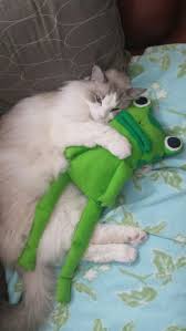 Lexus Et Son Meilleur Ami Cats Cute Animals Cute Cats
