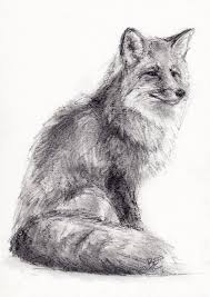 Original A4 Charcoal Drawing Of A Fox By Animal Artist Belinda Elliott Charcoal Drawing Drawings Animal Art