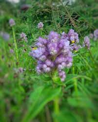 Image result for Floscopa glomerata