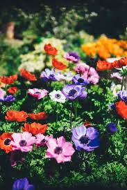 Best 500 Garden Photos Hd Download Free Photos On Unsplash In 2020 Shade Perennials Perennials Garden Gifts