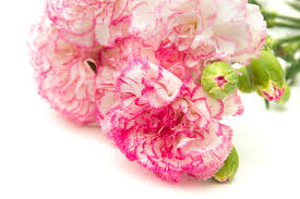 Carnation Flower Meaning Flower Meaning