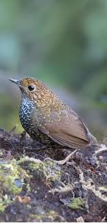 Pin Von Mediha Auf Birds Tiere Fliegen