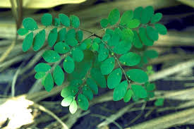 Image result for Phyllanthus tenellus