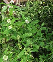 Image result for Trifolium squarrosum