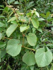 Image result for Cissus rubiginosa