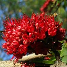 Image result for Schotia brachypetala