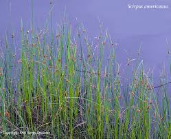 Image result for Blepharispermum pubescens