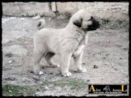 kangal yavrusu panosundaki pin
