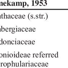 Image result for Anisosepalum alboviolaceum