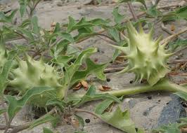 Image result for Datura ferox