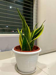 Sansevieria trifasciata 'gold flame' 18.00. Big Snake Plant 10 Leaves Sansevieria Trifasciata Laurentii Gold Flame Jin Lidah Kuning Snake Plant Real Plant Pokok Hidup Home Furniture Gardening On Carousell