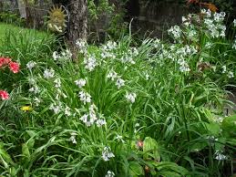 Check spelling or type a new query. Wild Onions Book Wild Food Foraging Classes Online Foragesf