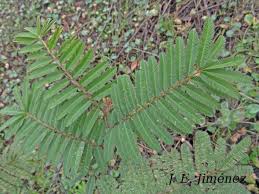 Image result for Mimosa pigra