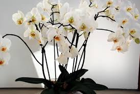 Image result for orchid cuttings