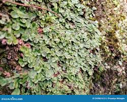 Image result for Didymoglossum erosum