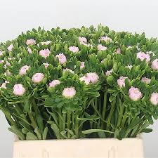 And she knows what she wants, and the guilty pleasure rule saves jules money each time she purchases flowers at her local shop. Callistephus Jules Pink 37cm Wholesale Dutch Flowers Florist Supplies Uk