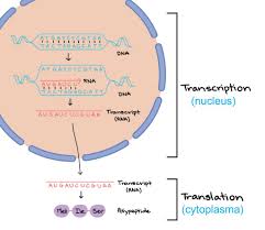The cell nucleus has two major functions: Nucleus Function Rs Science