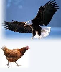 The Story Of The Chicken And The Hen A Story About Belief And Expectation Takelight