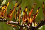Image result for Agelanthus krausei