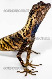 Image result for Anolis scypheus