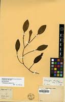 Image result for Potamogeton richardii