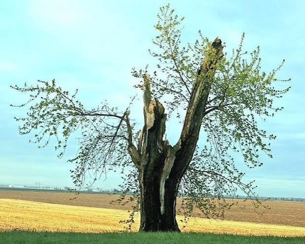 Why Does Lightning Sometimes Cause Trees To Explode? » ScienceABC