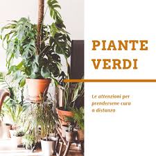 Oggi sono sempre di più le persone che amano arredare la loro casa inserendovi una bella pianta proprio per creare, nel proprio appartamento, un piccolo angolo verde. Elenco News Properties Life
